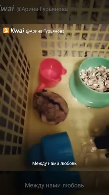 Парк развлечений для хомяка смотреть онлайн