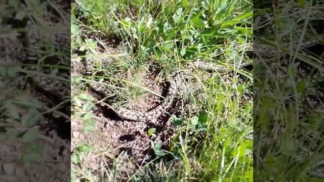 Опасная змея в горах. смотреть онлайн