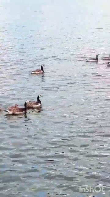 Как выглядят птенцы канадских гусей? #животные #природа #birds #swiden смотреть онлайн