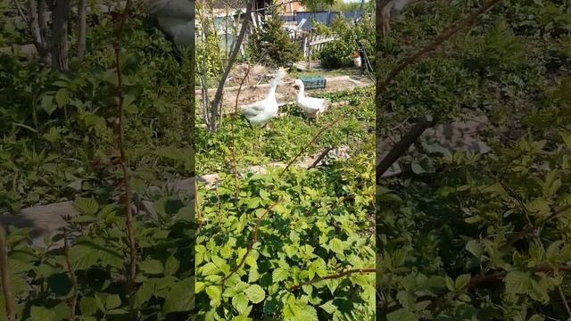 гуси не мои пришла в гости а там гуси пасутся решила видосик заснять🤣 смотреть онлайн