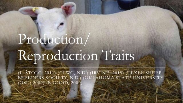 Texel Sheep Video смотреть онлайн