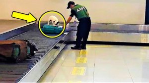 Собака продолжала лаять на чемодан. Сотрудникам аэропорта пришлось проверить его.