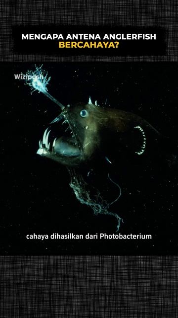 Mengapa Antena Anglerfish Bercahaya #viral #faktaunik #shorts смотреть онлайн