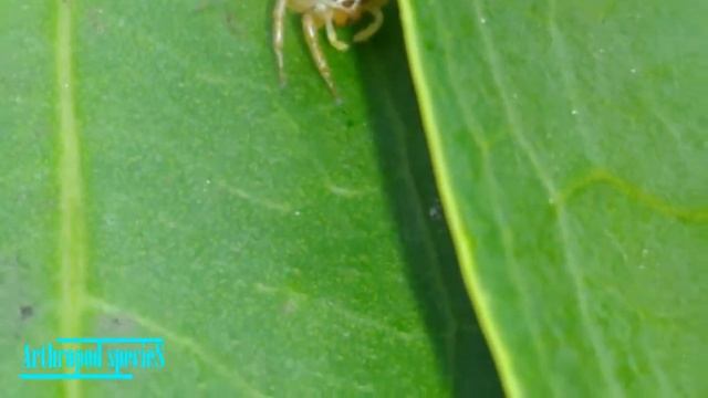 Arachnida Species - Jumping Spider | This ghost ant annoying the jumping spider | смотреть онлайн