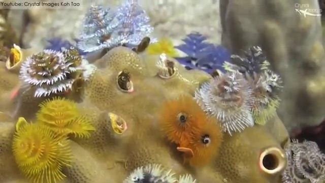 Beautiful sea Christmas tree worm. смотреть онлайн