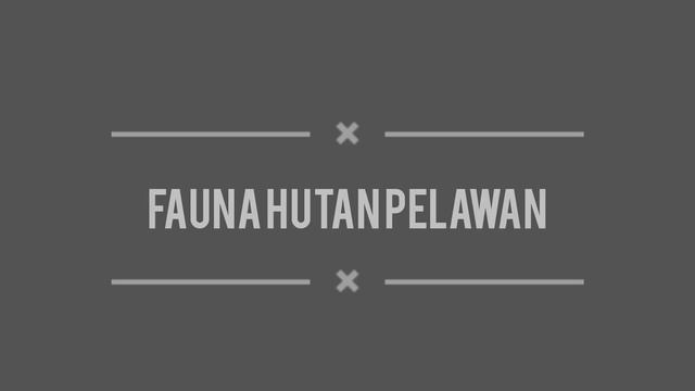 Monitoring Flora & Fauna di Hutan Pelawan смотреть онлайн
