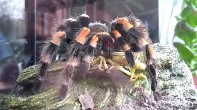 Brachypelma Smithi vs. Schistocerca gregaria смотреть онлайн
