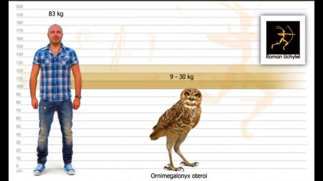 El Búho Corredor Gigante Cubano • Ornimegalonyx • PaleoPedias 🇨🇺 смотреть онлайн