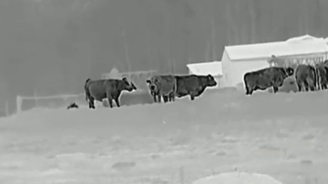 Taipan TM25 смотреть онлайн