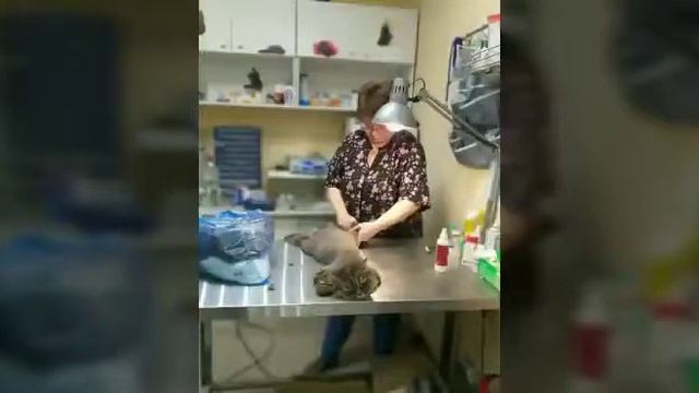 Стрижка кота Изи Задонского. смотреть онлайн