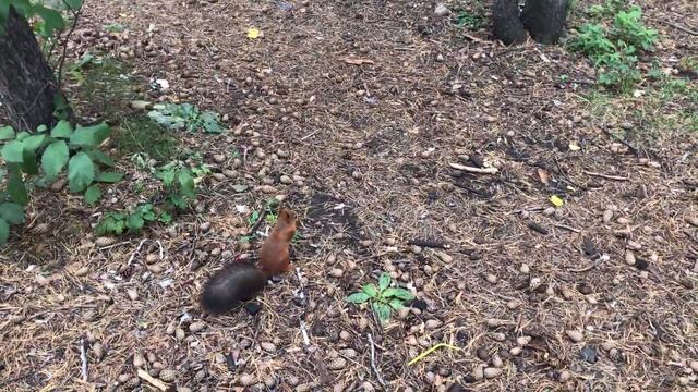 27 августа 2017 г. смотреть онлайн