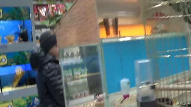 VLOG: Покупаем хомяка. Домашний питомец. #Хомяки. Hamster. смотреть онлайн