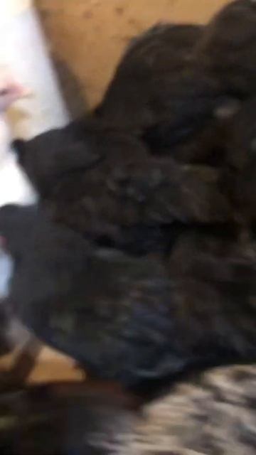 Шлем для кур а Алиэкспресс смотреть онлайн