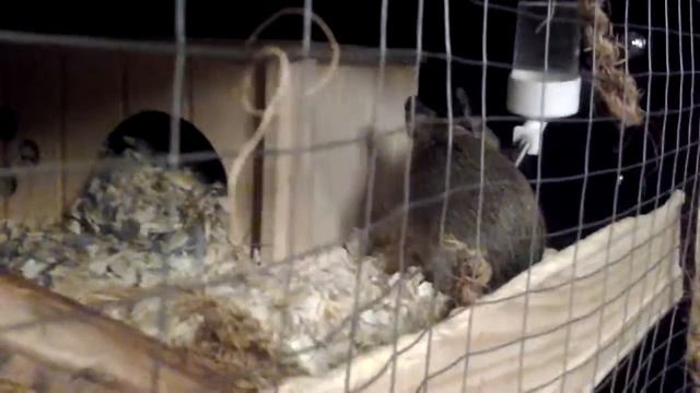 Degu hiding food смотреть онлайн