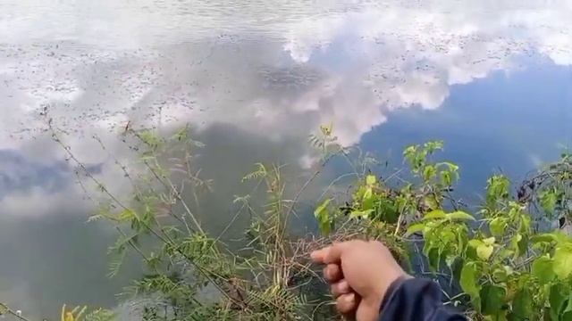 Berburu Ikan Toman||Ketapel Ikan Slingshot Fishing@Sniper Tenggarong смотреть онлайн