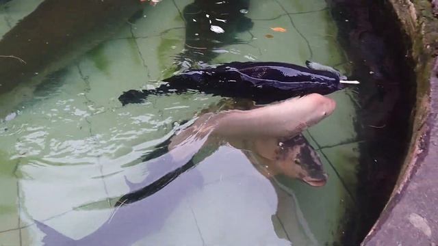 Catfish And Arapaima Gigas In My Fish Pond смотреть онлайн