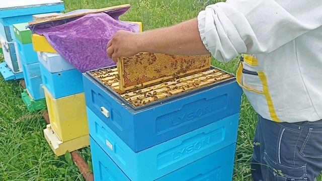 Как работают пчёлы Бакфаст? ПЧЕЛОВОДСТВО! смотреть онлайн