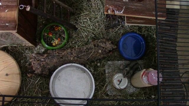 Знакомство с хомяком. Джунгарский хомячок. смотреть онлайн