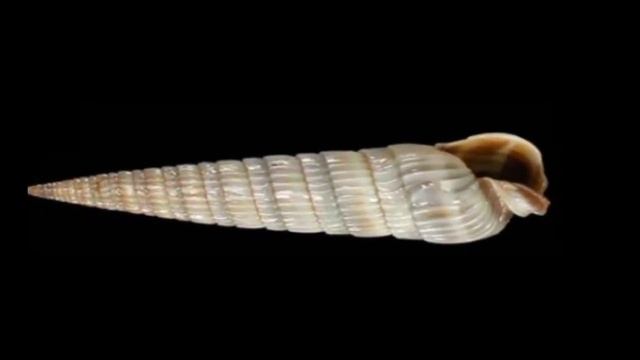 Terebridae Duplicaria duplicatoides смотреть онлайн