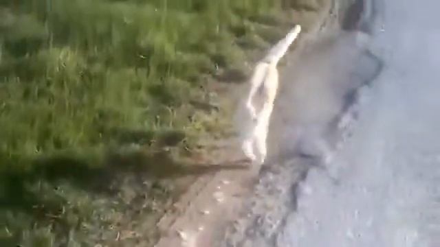 Смешной акробат!!!!! смотреть онлайн