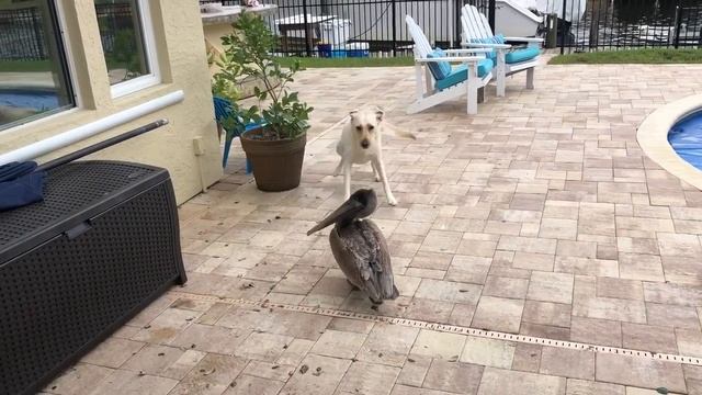 Dori vs the Pelican смотреть онлайн
