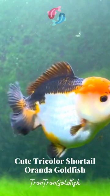 #shorts Cute Tricolor Shortail Oranda Goldfish смотреть онлайн