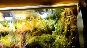 Пение Dendrobates leucomelas