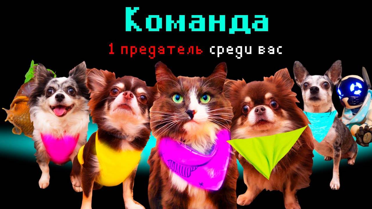Among Us в реальной жизни! Кто предатель? Кошки и собаки! смотреть онлайн