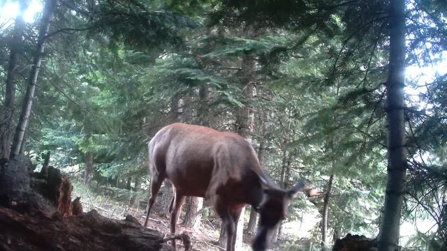 Meidase Trail Camera - Home-made stump licker is what they are licking. смотреть онлайн