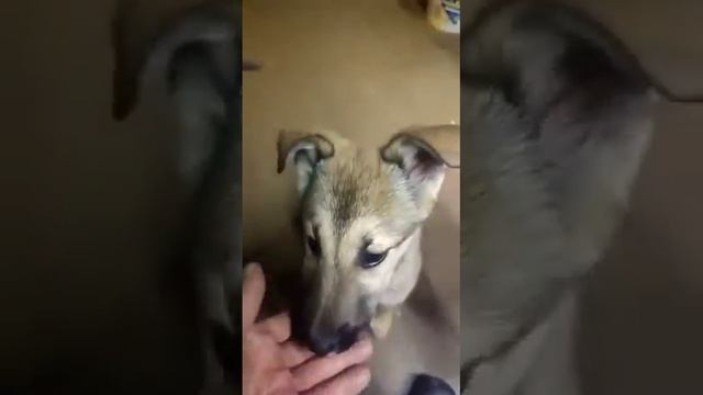 Лия пёсик дворовых кровей 2,5 месяца отраду. смотреть онлайн