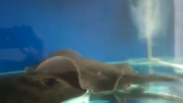 Otorongo Motoro stingray смотреть онлайн