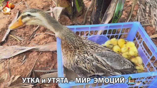 Утка и Утята – мир нежных эмоций 🦆🤗❣️часть (29) смотреть онлайн