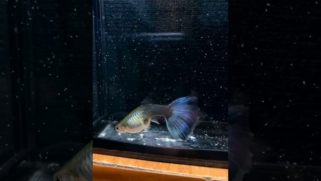 Guppy Half Black Blue female / Гуппи хбб смотреть онлайн