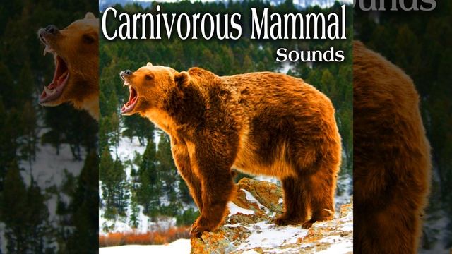 Badger Lets out Multiple Grunts and Barks with Angry Screams and Hisses Take 1 смотреть онлайн