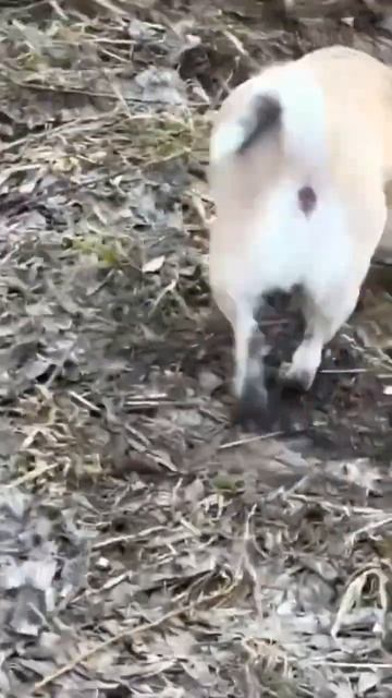 Папа не мама 🤣🤣🤣#собака #чихуахуа #чихуа #chihuahua #выгулсобаки #умнаясобачкасоня смотреть онлайн