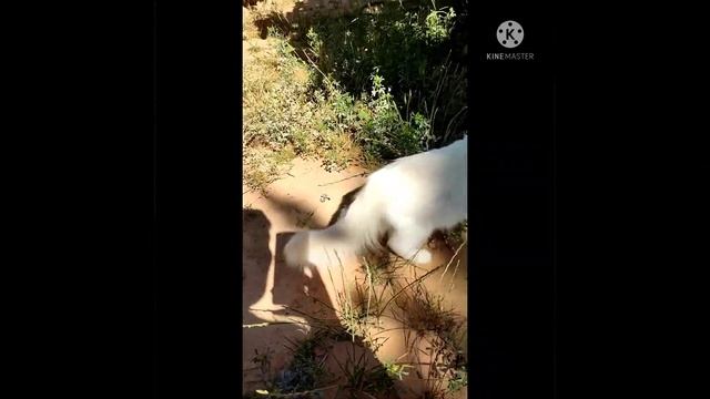 The moment when a bird was caught by the Shirazi cat смотреть онлайн
