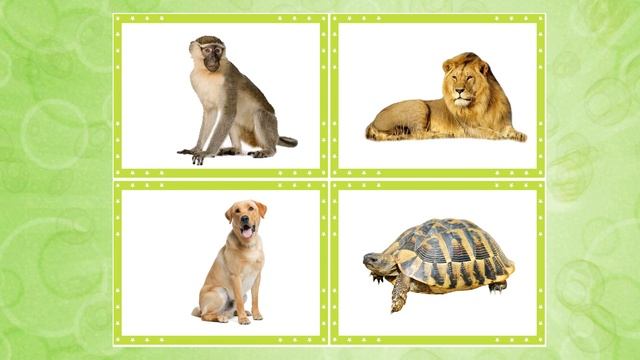 Знайди зайву тварину смотреть онлайн