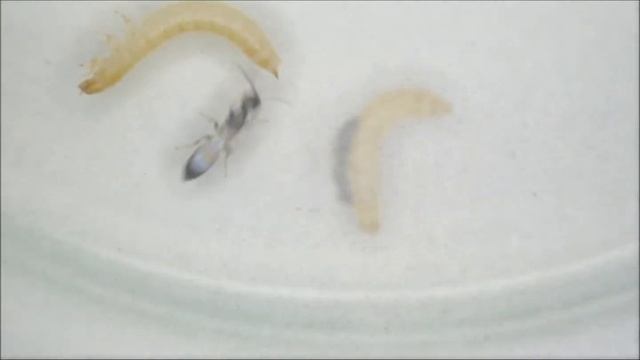 Wirtsfindungsverhalten Holepyris sylvanidis vs Tribolium confusum смотреть онлайн
