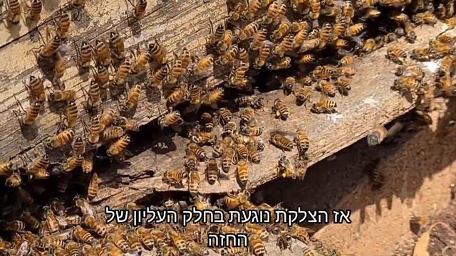 איסוף אבקה מפרחי מרווה - ד"ר עזריה לופו смотреть онлайн