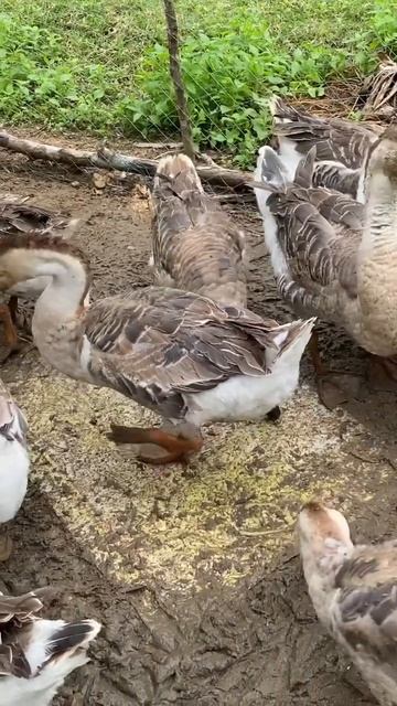 Linda #short смотреть онлайн