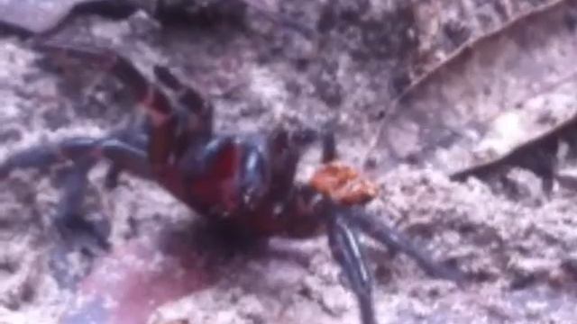 Funnel web spider смотреть онлайн