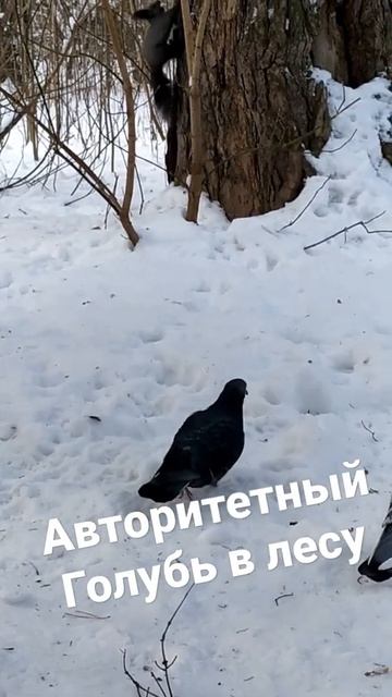 Банда голубей держит лес. смотреть онлайн