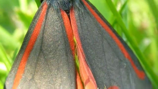CINNABAR MOTH[TYRIA JACOBAEAE] смотреть онлайн