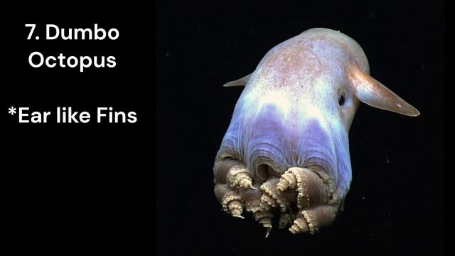 12 Fascinating Octopuses | Most intelligent Invertebrates смотреть онлайн