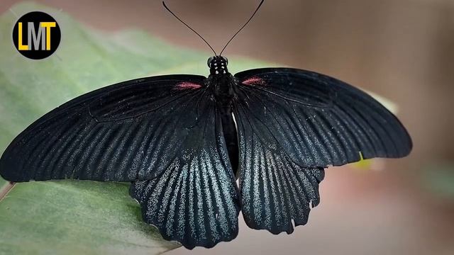 7 Animali Completamente Neri Che Sono Unici Al Mondo смотреть онлайн