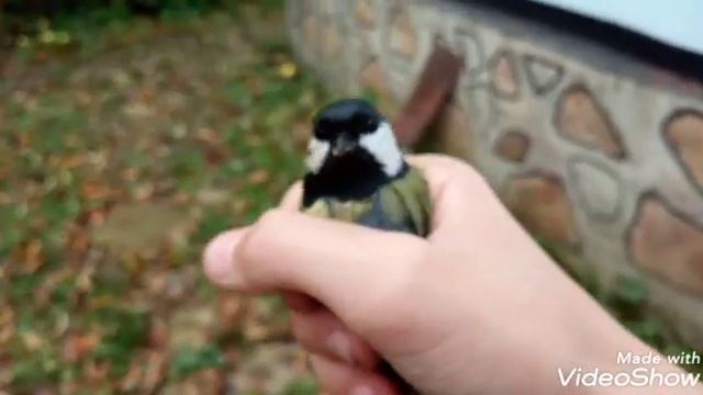 ЛОВИМ СИНИЦ смотреть онлайн