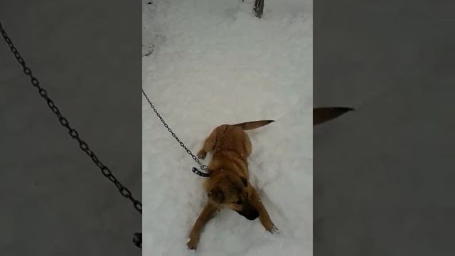 Маргарита Сорока зимние развлекухи с Джексоном смотреть онлайн