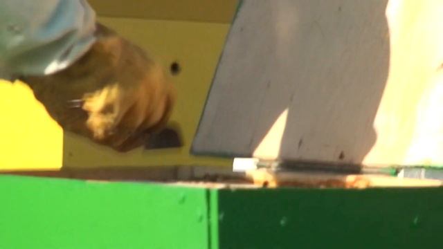 Пересадка роя в улей смотреть онлайн
