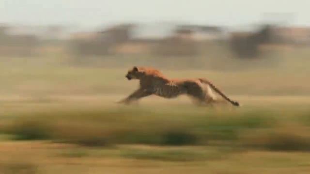 Cheetah Coalition Take Down A Wildebeest .Cheetah Vs Wildebeest смотреть онлайн