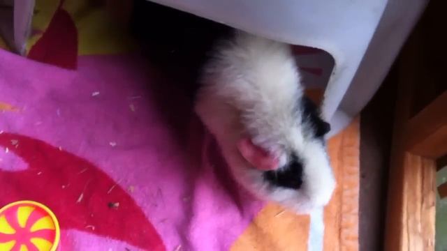 New Guineapig playhouse смотреть онлайн